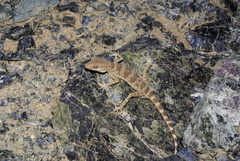 Tenuidactylus elongatus