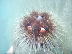 Astropyga pulvinata