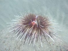 Astropyga pulvinata