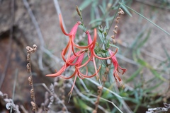 Anisacanthus linearis