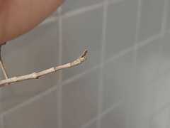 Cladomorphus phyllinus