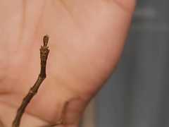 Cladomorphus phyllinus