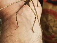Cladomorphus phyllinus