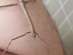 Cladomorphus phyllinus