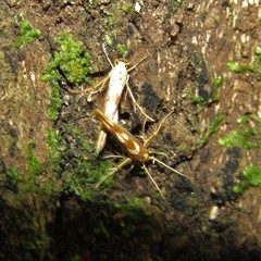 Stathmopoda caminora