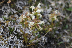 Pedicularis lapponica