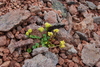 Chrysosplenium wrightii saxatile - Photo (c) Maria Khoreva, some rights reserved (CC BY), uploaded by Maria Khoreva
