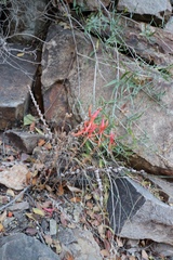 Anisacanthus linearis