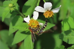 Xanthocampsomeris completa