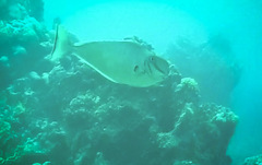 Naso tonganus