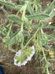 Heliotropium asperrimum