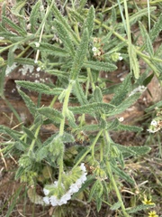 Heliotropium asperrimum