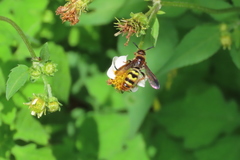 Xanthocampsomeris completa