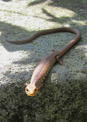 Gerrhonotus liocephalus