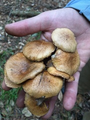Suillus cothurnatus