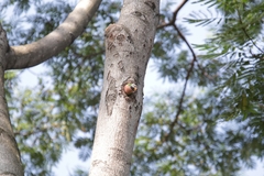 Psittacula alexandri alexandri