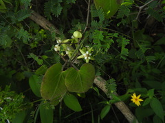 Funastrum lindenianum