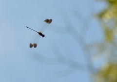 Macrothemis inequiunguis