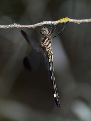 Macrothemis inequiunguis