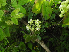 Funastrum lindenianum