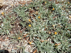 Raillardella argentea