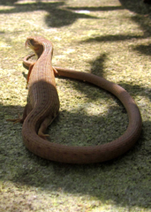 Gerrhonotus liocephalus