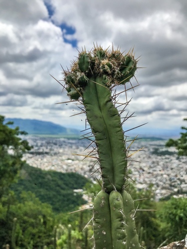 Pilosocereus brasiliensis ssp. brasiliensis
