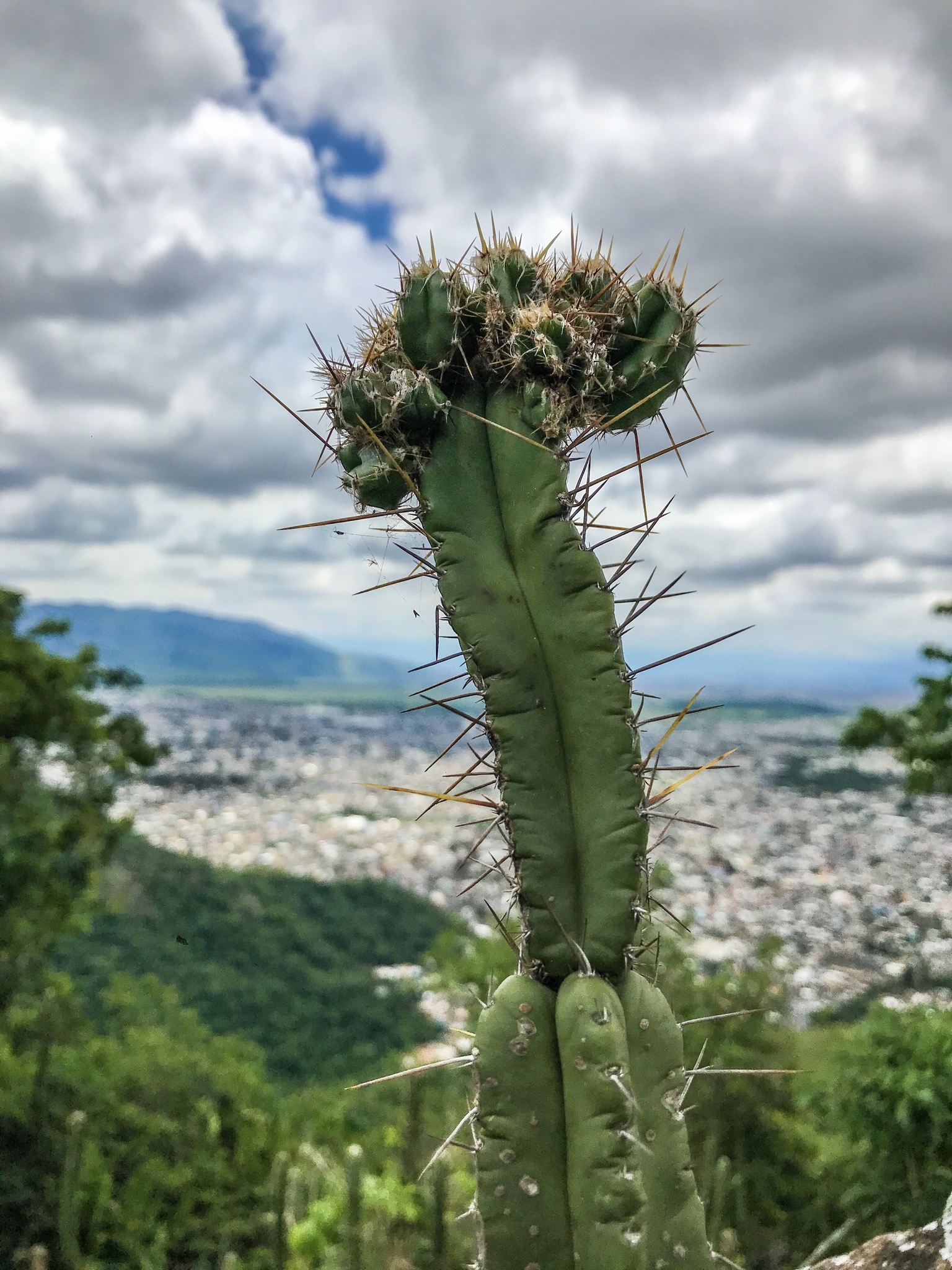 Pilosocereus brasiliensis ssp. brasiliensis