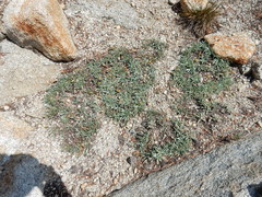 Raillardella argentea