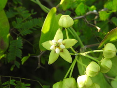 Funastrum lindenianum