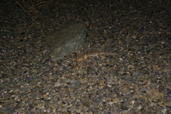 Teratoscincus przewalskii