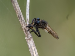 Promachus painteri