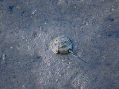 Carcinoscorpius rotundicauda