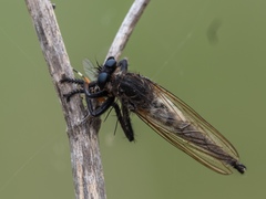 Promachus painteri