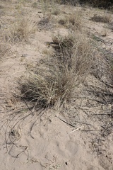 Sporobolus flexuosus