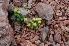 Chrysosplenium wrightii saxatile