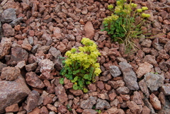 Chrysosplenium wrightii saxatile