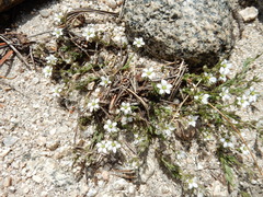 Sabulina nuttallii