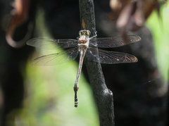 Petalura litorea