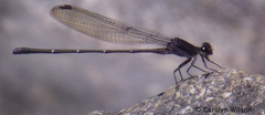 Argia tezpi