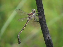 Petalura litorea
