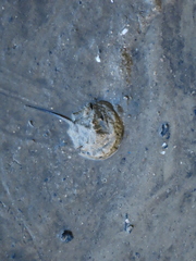 Carcinoscorpius rotundicauda