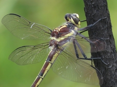 Petalura litorea