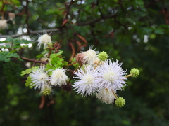 Mimosa bahamensis