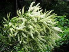 Buckinghamia celsissima