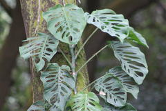 Monstera siltepecana
