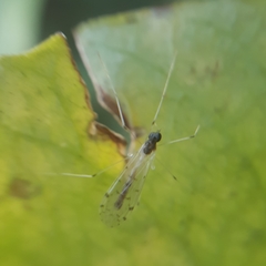 Dicranota maculata