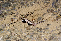 Teratoscincus przewalskii