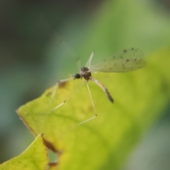 Dicranota maculata