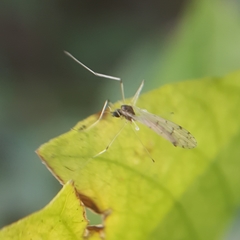 Dicranota maculata